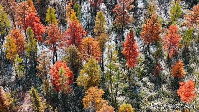 【乐游烟台】最新实拍！烟台鱼鸟河“顶级秋色”加载中