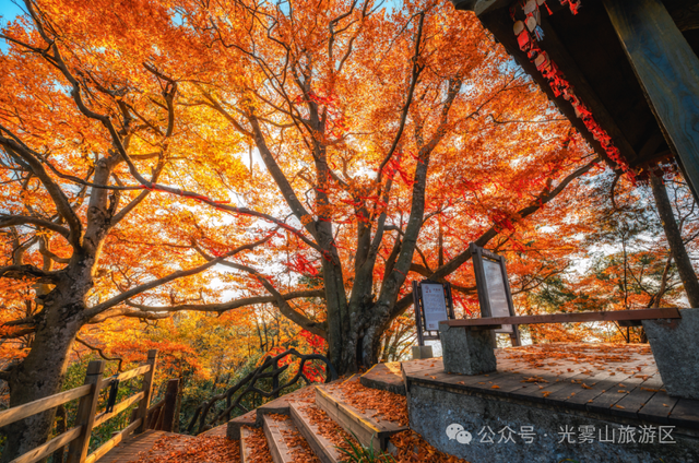 宝子你听我说，近期天气好、红叶美，光雾山可以冲了!