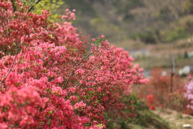 满山遍野的映山红