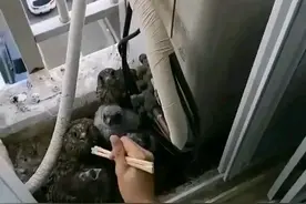 女子投喂小游隼，隼妈妈在一旁看热闹，这样的做法可取吗图片