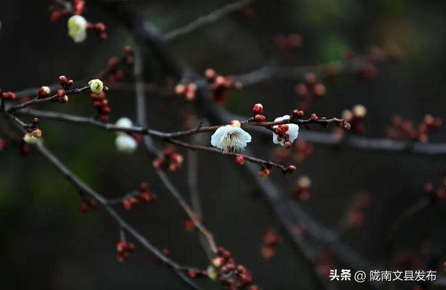 冬日“梅”景，真美！