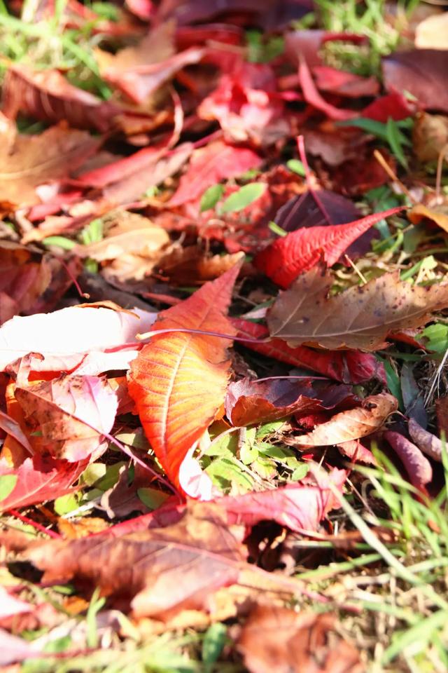 北疆文化 遇鉴赛罕 | 秋色漫卷赛罕:快将秋日打包,赶赴一场赛罕秋约!