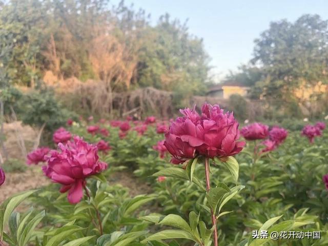 芍药菏泽，延续“甲天下”最美芳华