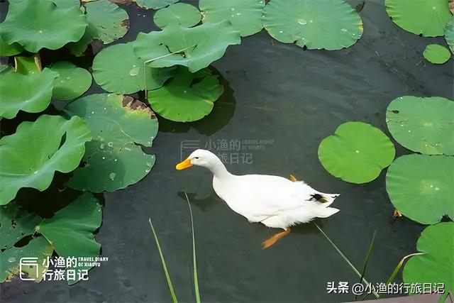 西安闹市有座“蓬莱岛”，曾是皇帝赏景胜地，如今依然仙气飘飘