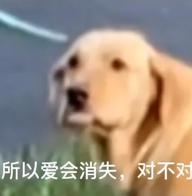 特斯拉廉价版贵到离谱