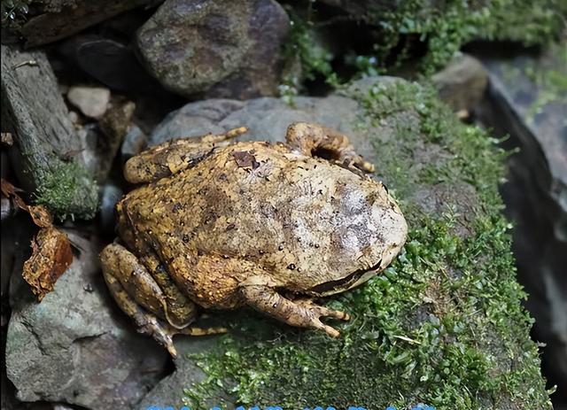 广西发现“吃蛇蛙”，性情凶猛，8厘米短腿蟾杀100厘米大眼斜鳞蛇