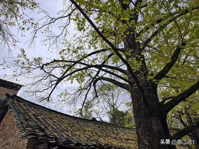 金叶映古村，醉美长岗岭