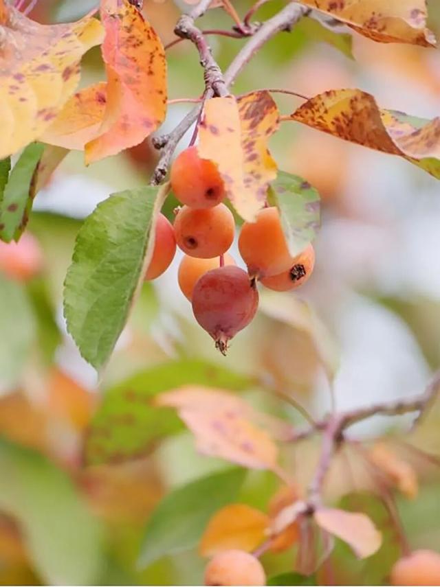 在顺义这些宝藏公园邂逅斑斓秋景——