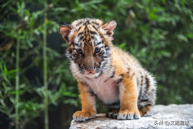 免费吃！免费看！半价玩！栾川竹海野生动物园推出春节巨献