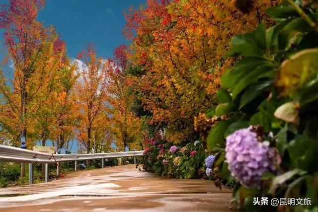 美上央媒!昆明红了!走走走,打卡最美枫景去,超全攻略速收藏→