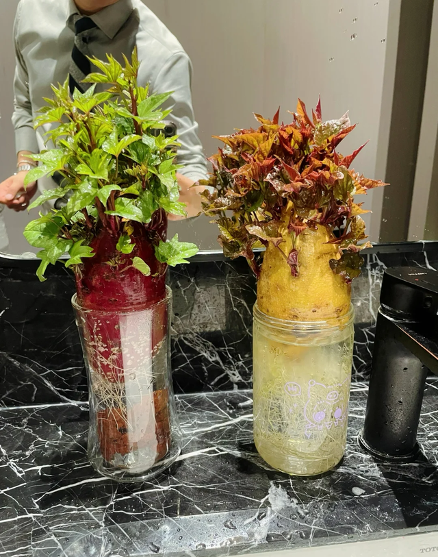 江苏一女子因一棵“水培红薯”走红，网友：美到心坎里，太治愈了