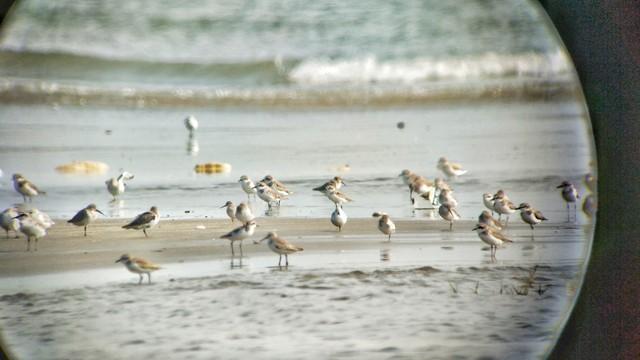 “谁说深圳没有秋天？🦢这里的候鸟会‘啾’醒你的秋天～”
