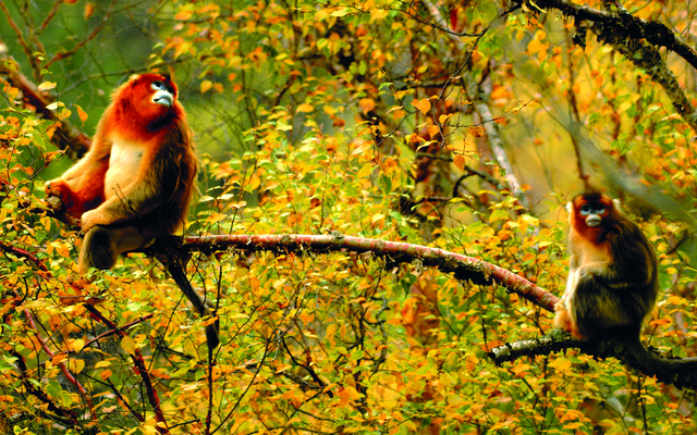 我竟然发现，唐家河红叶居然如此好看！