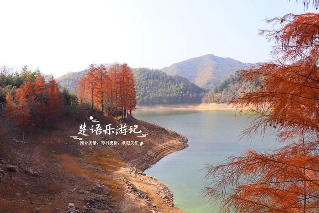 绍兴新昌这处风景少有人来，却是宝藏型桃源秘境，红杉林美不胜收