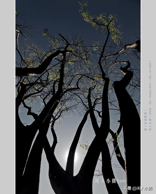 聊手机摄影（85）手机摄影用光入门须掌握	，极具表现力的逆光摄影