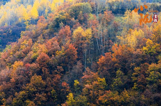【小陇画报·430期】康乐：深秋美景如画卷 韵味盎然醉眼眸