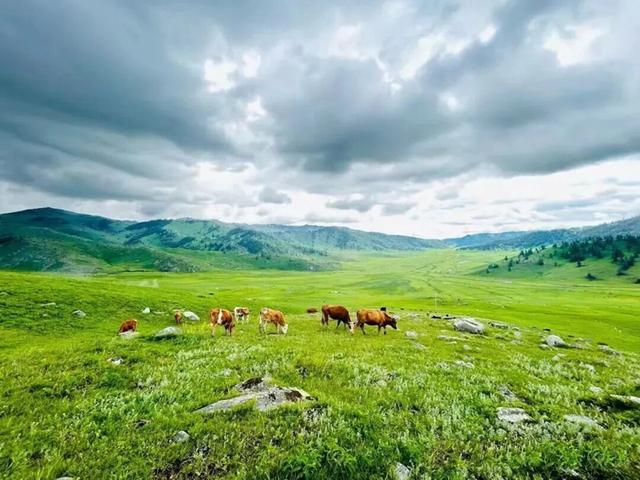 神的后花园 仙境喀纳斯