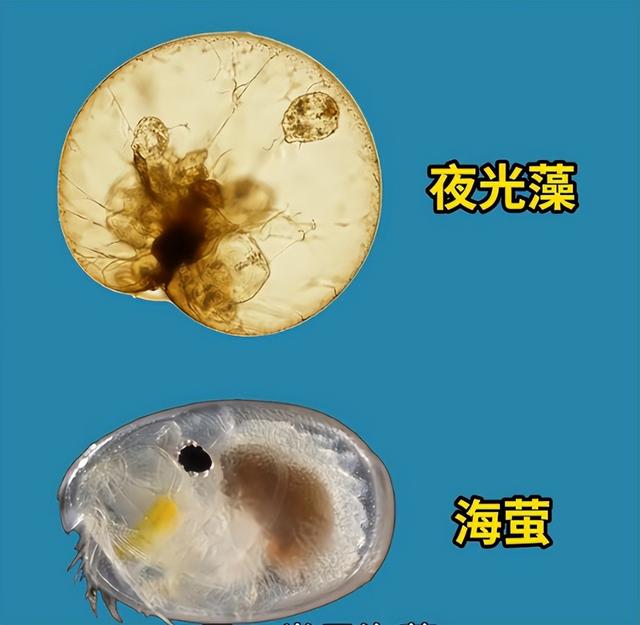 23岁花季少女前往浙江观看蓝眼泪，9天后发现遗体，她经历了什么