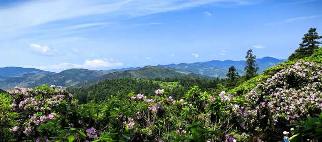 台州春行录：山海寻鲜，花间寻梦