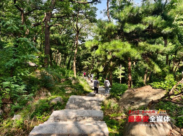 青绿泰山 清凉一夏丨来泰山东御道，闯入绿野仙踪，把童话里的清凉揣进夏天