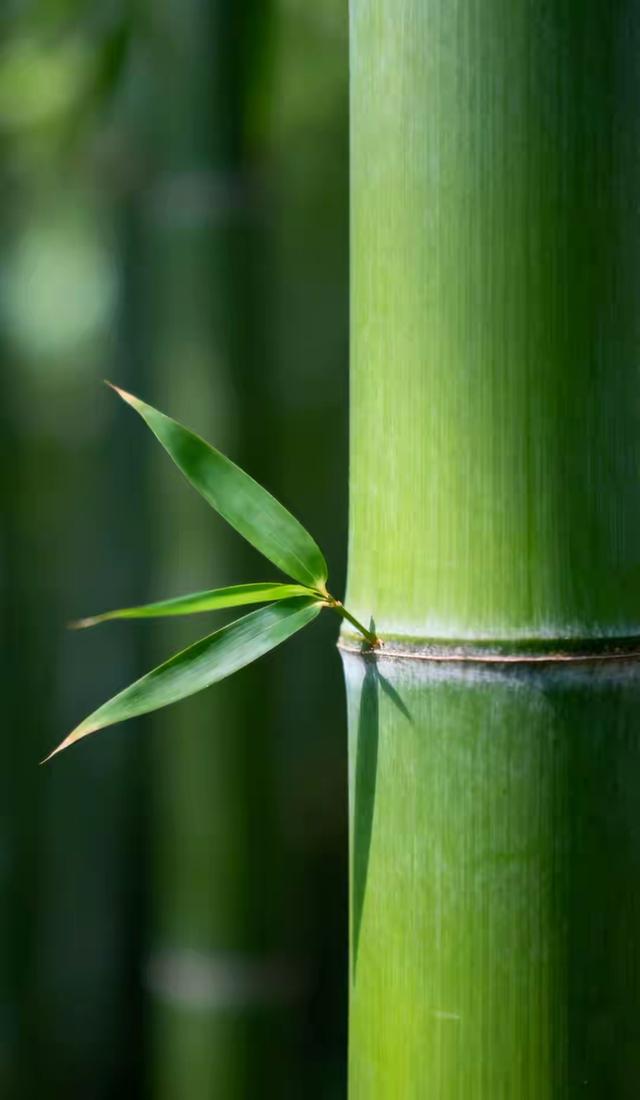 缁胯壊鎶ょ溂澹佺焊缇庡浘