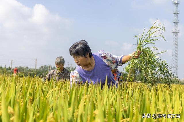 比芯片断供更危险！中国种业遭遇的"基因窃密战"