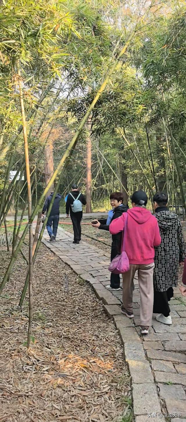 晨光与深呼吸：在同里湿地公园的万步悠然