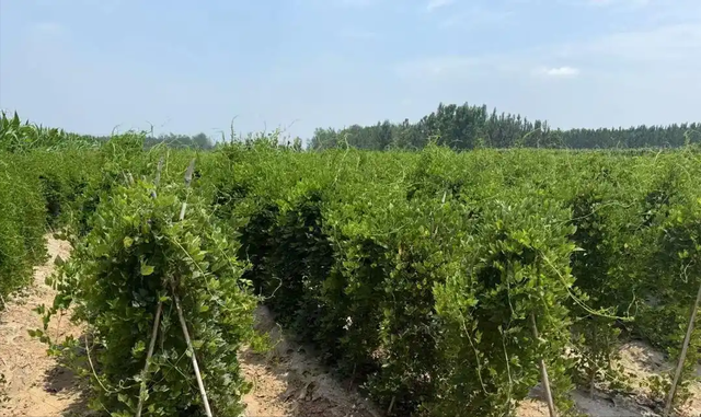 曾几乎绝迹！山东农户11岁时发现1棵幼苗，花34年让它走出绝境