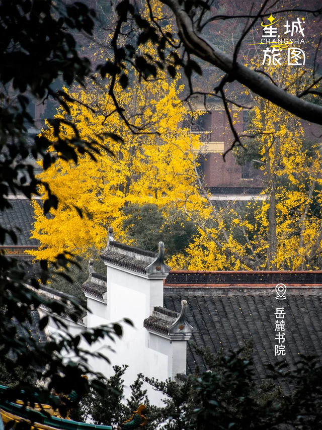 星城鎏金，银杏逐光