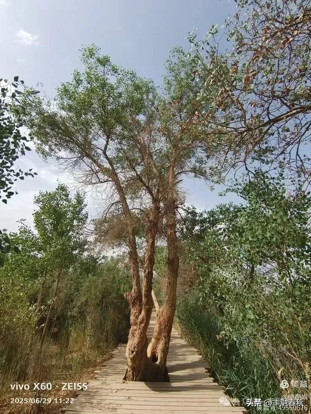 探秘新疆巴楚红海景区：自然与人文的交响｜ 申艳娟