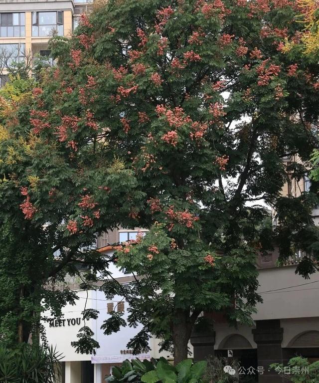 栾树花开，开启崇州秋日浪漫！
