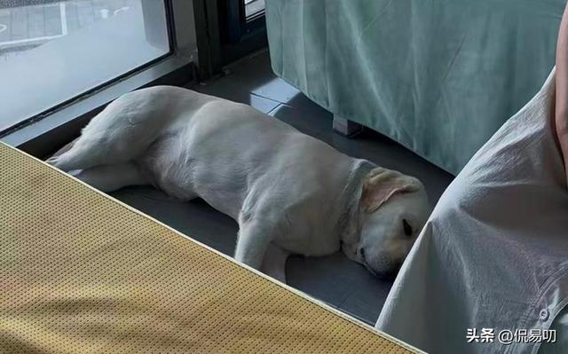 17小时爬泰山后，盲女王营营为何丢了导盲犬、没了工作？