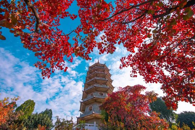 魅力济南‖深秋赴约红叶谷，万山红遍醉金秋