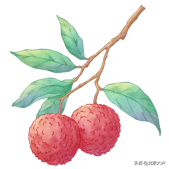 夏季顶流落地大兴，真是太给荔荔荔了！