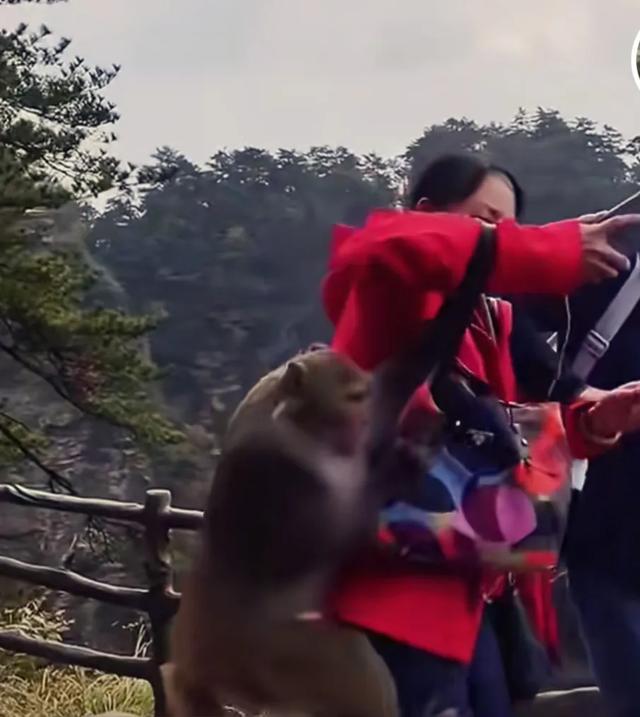 别惹猴子！否则你的景区之行可能“猴”变