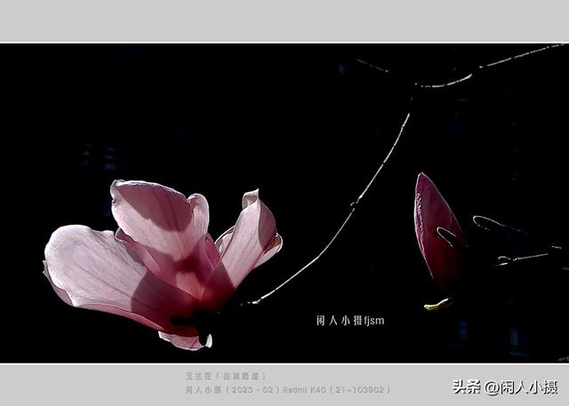 聊手机摄影（85）手机摄影用光入门须掌握，极具表现力的逆光摄影