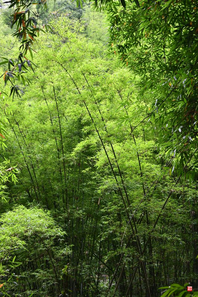 赤水四洞沟瀑布