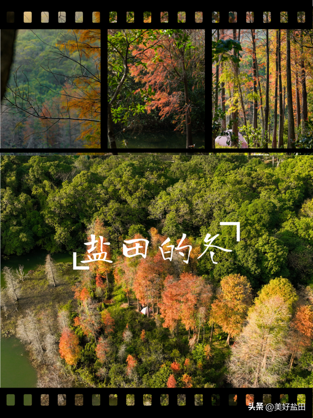 冬日限定！这里的落羽杉美出电影质感