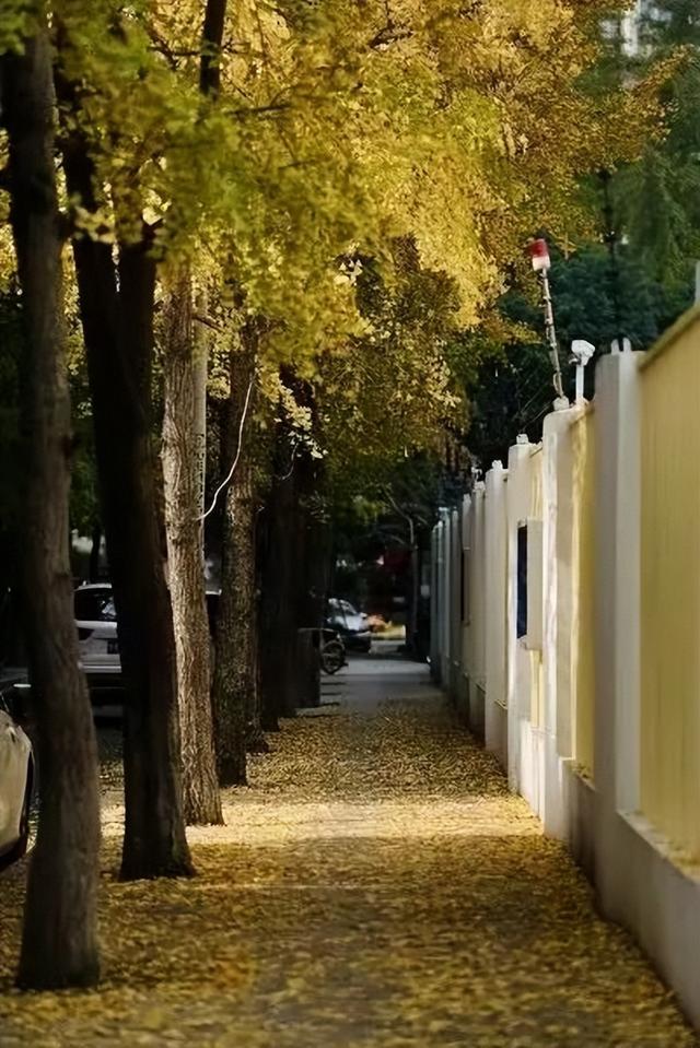 银杏黄了，太阳暖了，武侯在等你