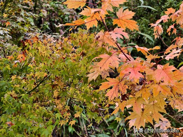四川行(73)什邡红枫岭徒步到钟鼎寺