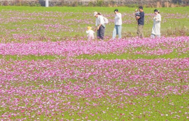 中山这片粉色花海，开了！