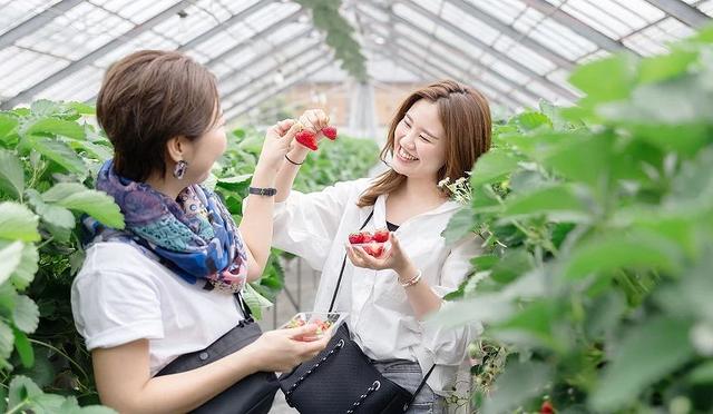 东京采草莓景点10选:新宿、涩谷当日来回、多样草莓品种吃到饱