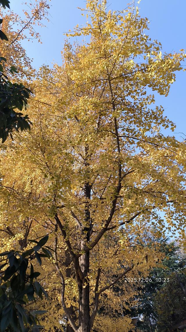 行走在月湖公园