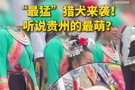 国产名猎下司犬猛萌傻傻分不清图片