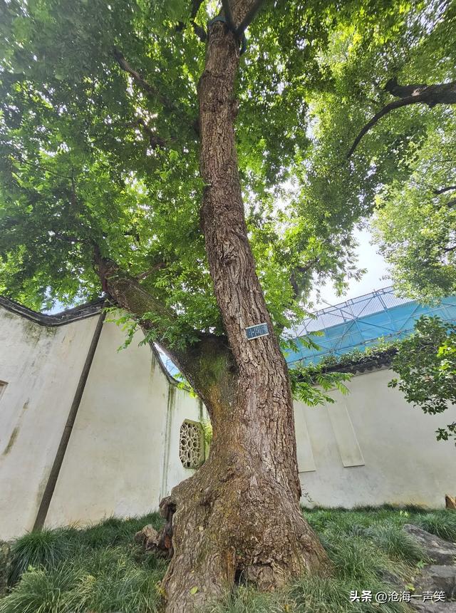 苏州沧浪亭的古树，守护与守候，等待与等你，最古老醉优美的园林