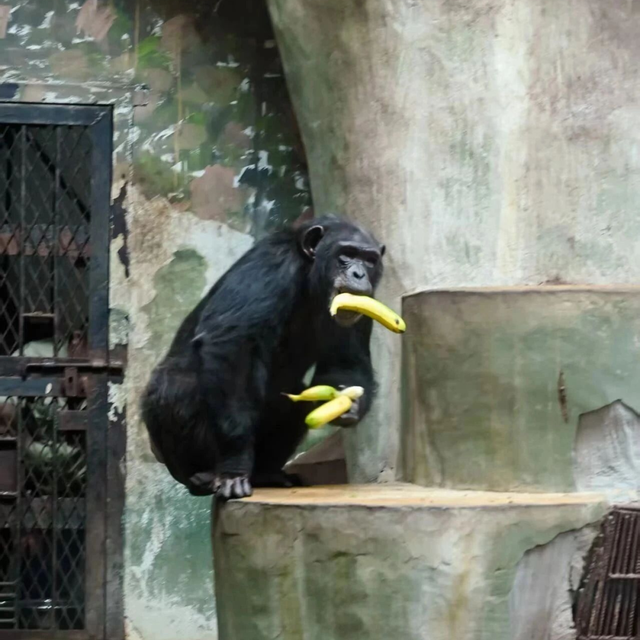 山东有自己的“疯狂动物城”！