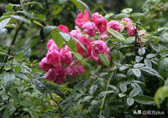 雨中赏花 别有韵味