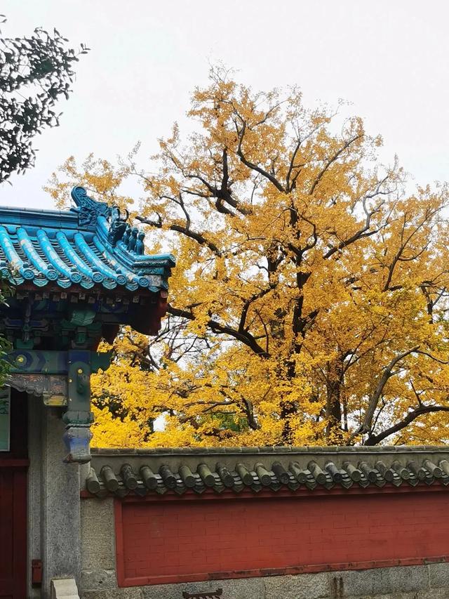 山东：时至初冬，银杏正当时