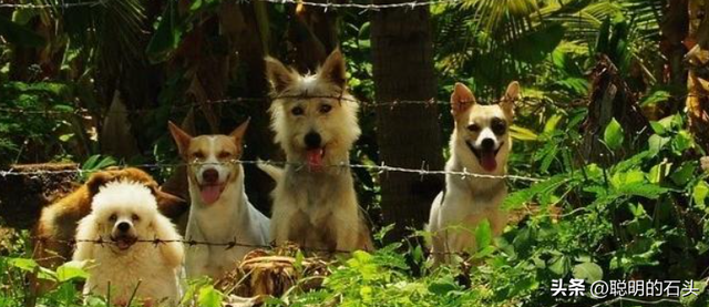 26部冷门狗狗电影清单|治愈打工人的深夜,毛孩子陪你哭笑与共