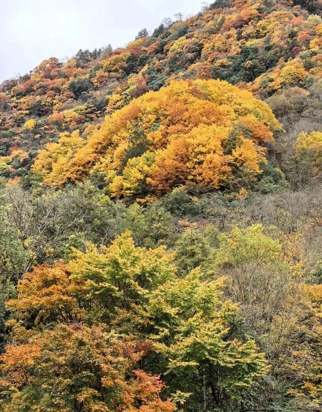【美丽四川】秋日唐家河，闯入触手可及的油画世界‖柳红樱